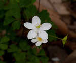 Eastern false rue anemone